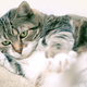 Illustration for article titled Are We in the Midst of a Feline Obesity Epidemic?